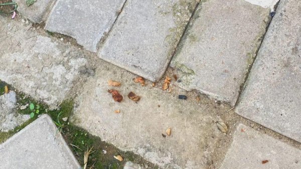 GGV纪源资本 饲养13年小狗疑被投毒致死，她辞职为小狗追凶3年